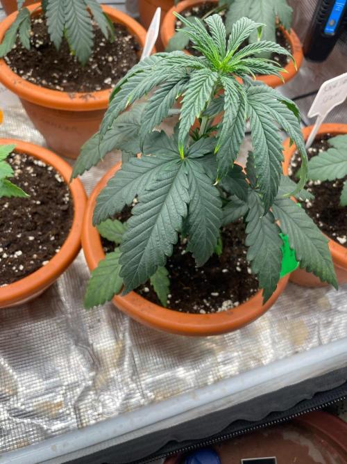 CCG SS Project Super Lemon  Cherry. Week 3