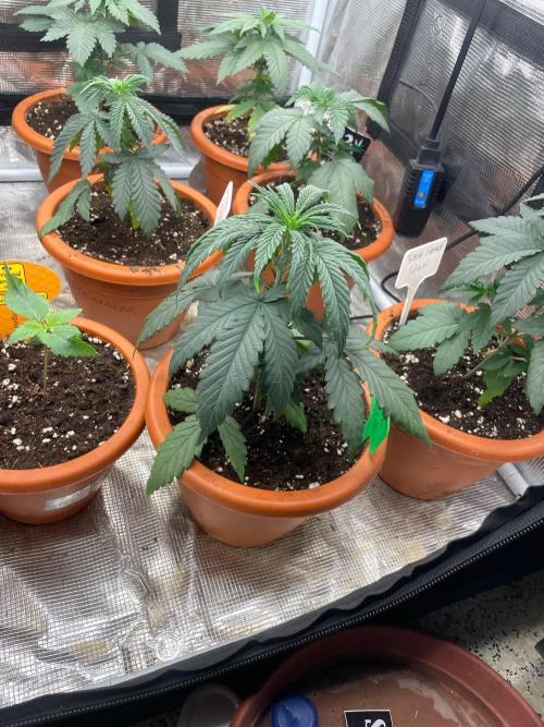 CCG SS Project Super Lemon  Cherry. Week 3