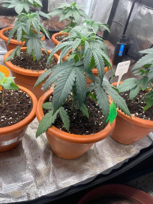 CCG SS Project Super Lemon  Cherry. Week 3