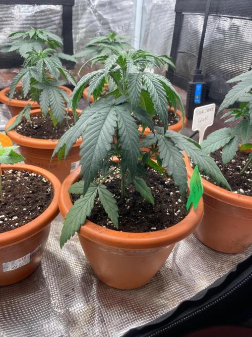 CCG SS Project Super Lemon  Cherry. Week 3
