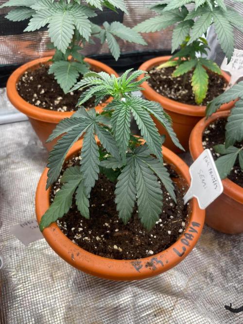 CCG SS Project Purple Panties. Week 3