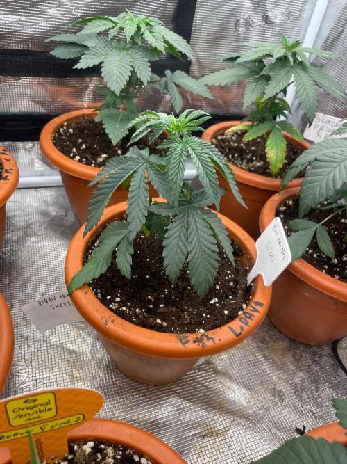 CCG SS Project Purple Panties. Week 3