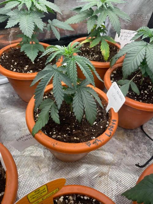 CCG SS Project Purple Panties. Week 3