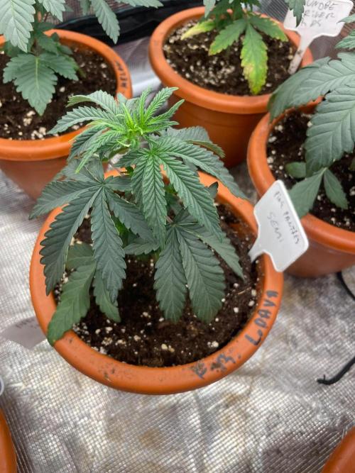 CCG SS Project Purple Panties. Week 3