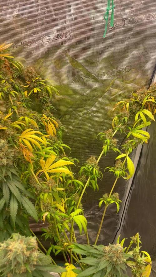 C.C.G / O.S.S Grow Event Poison cookies