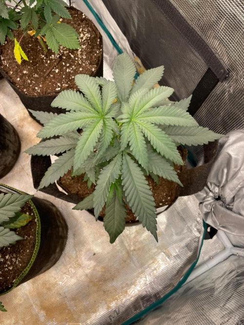 Pink Gelato. Week 4