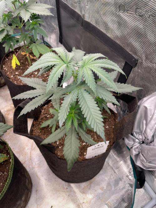 Pink Gelato. Week 4
