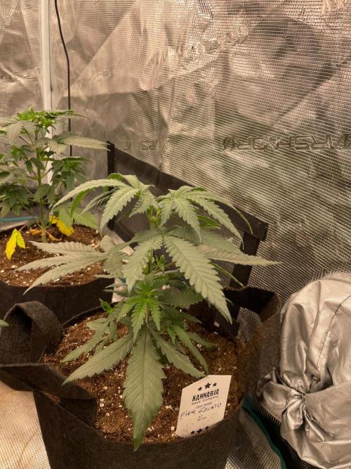 Pink Gelato. Week 4