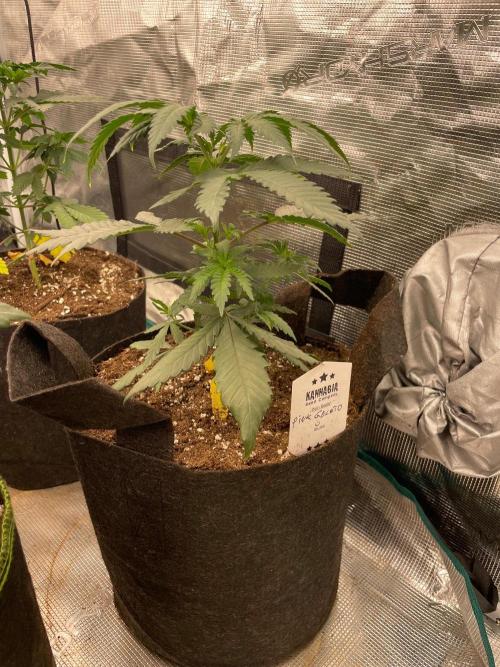 Pink Gelato. Week 4