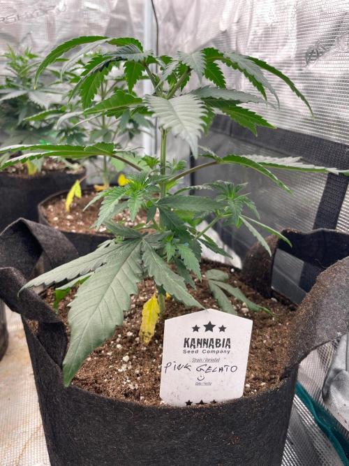 Pink Gelato. Week 4