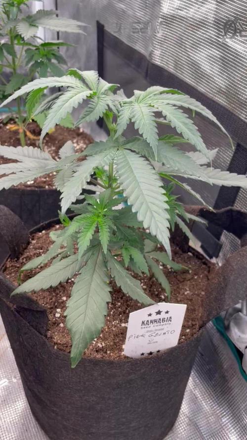 Pink Gelato