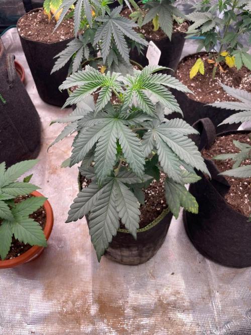 Biscotti Gelato. Week 4