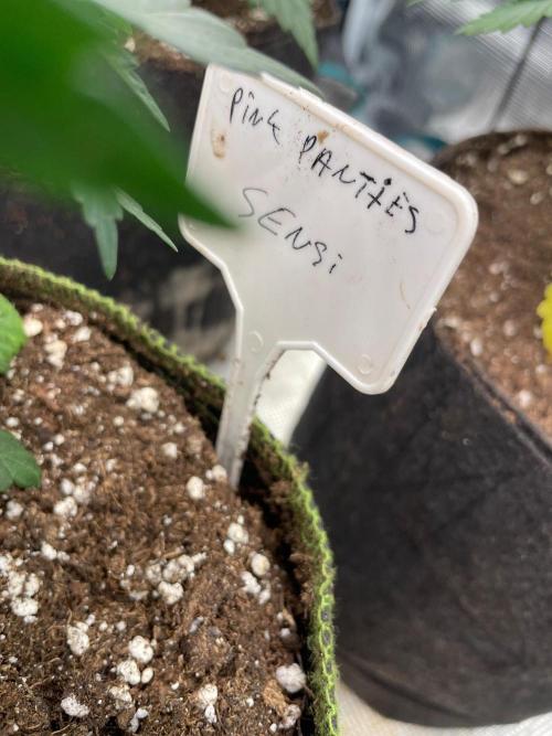 CCG SS Project Purple Panties. Week 4