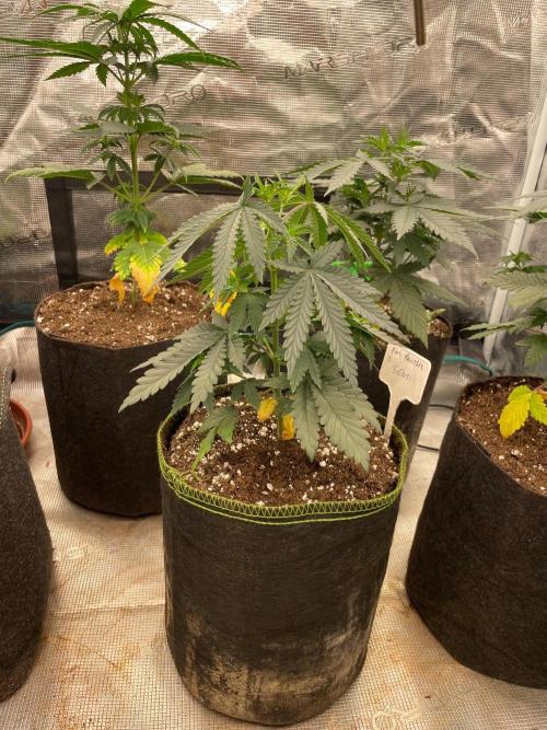 CCG SS Project Purple Panties. Week 4