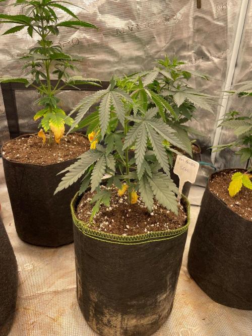 CCG SS Project Purple Panties. Week 4