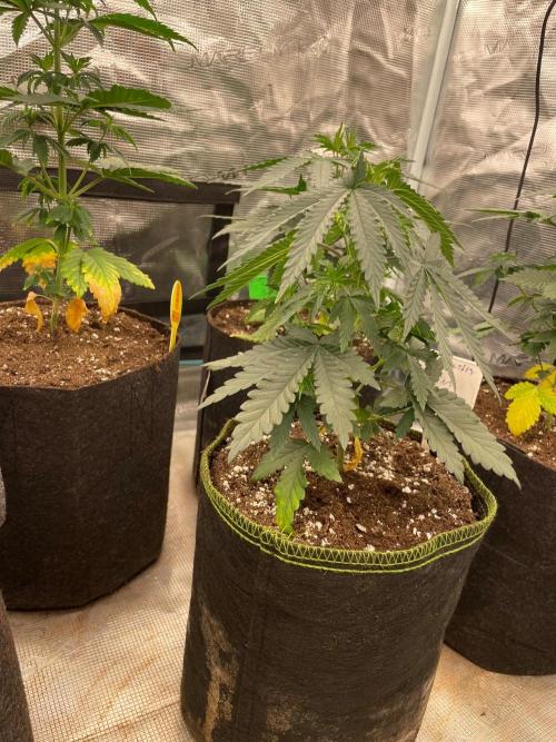 CCG SS Project Purple Panties. Week 4