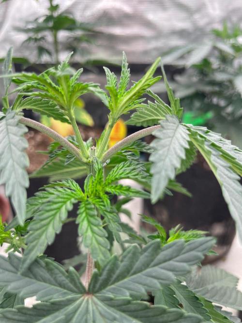 CCG SS Project Purple Panties. Week 4