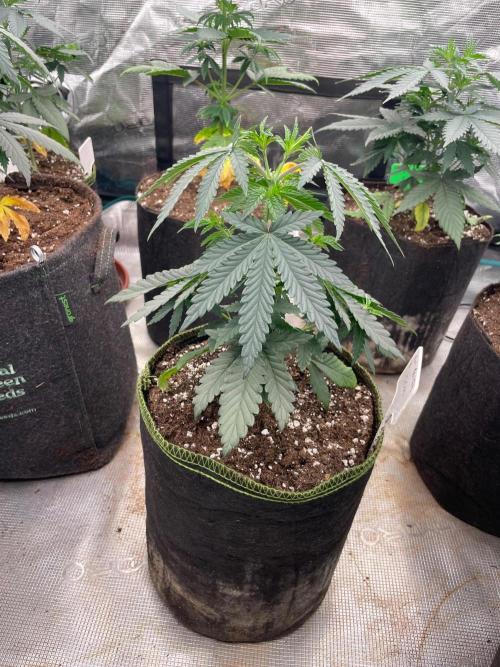 CCG SS Project Purple Panties. Week 4