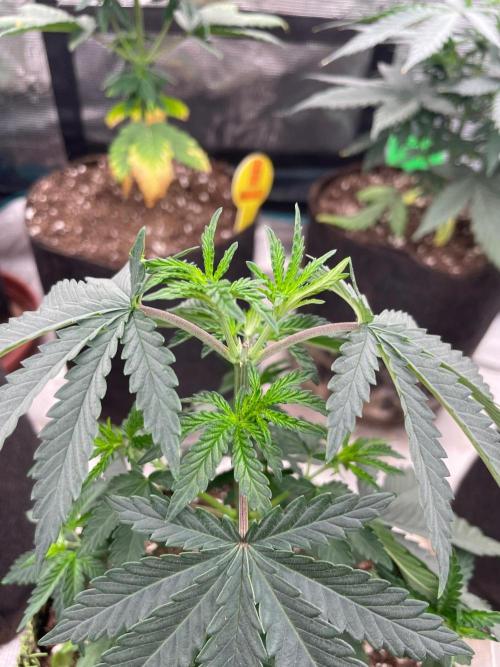 CCG SS Project Purple Panties. Week 4