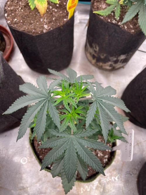 CCG SS Project Purple Panties. Week 4