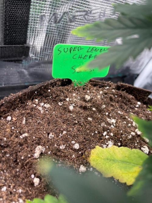 CCG SS Project Super Lemon  Cherry. Week 4