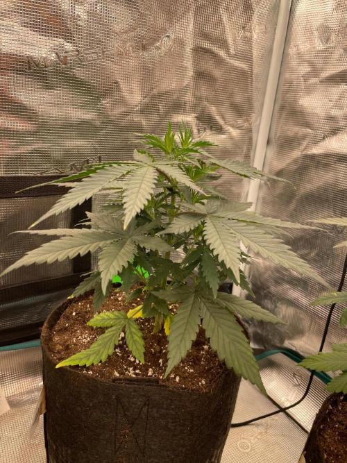 CCG SS Project Super Lemon  Cherry. Week 4