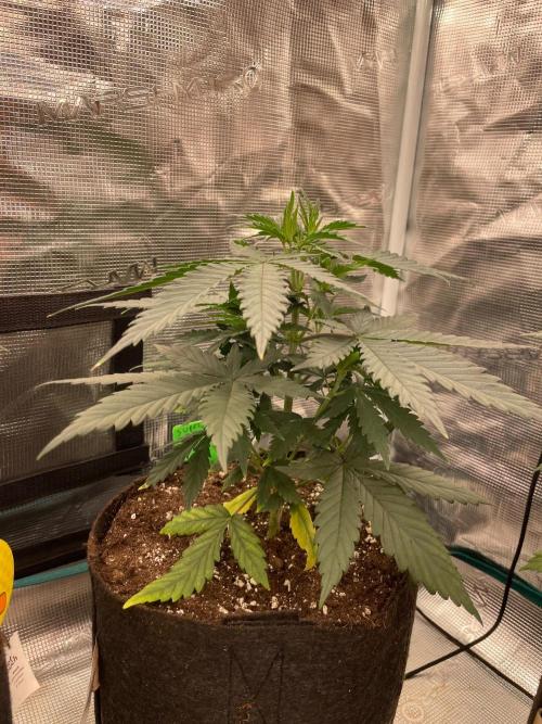 CCG SS Project Super Lemon  Cherry. Week 4