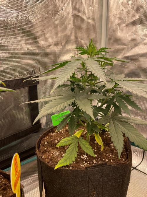 CCG SS Project Super Lemon  Cherry. Week 4