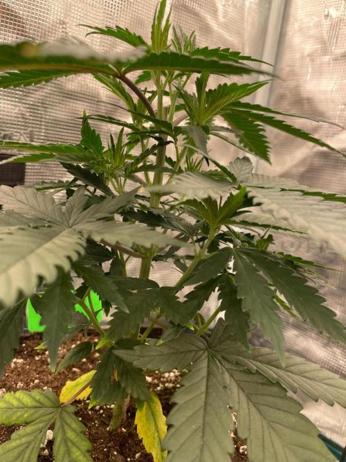CCG SS Project Super Lemon  Cherry. Week 4