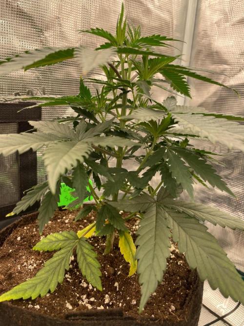 CCG SS Project Super Lemon  Cherry. Week 4