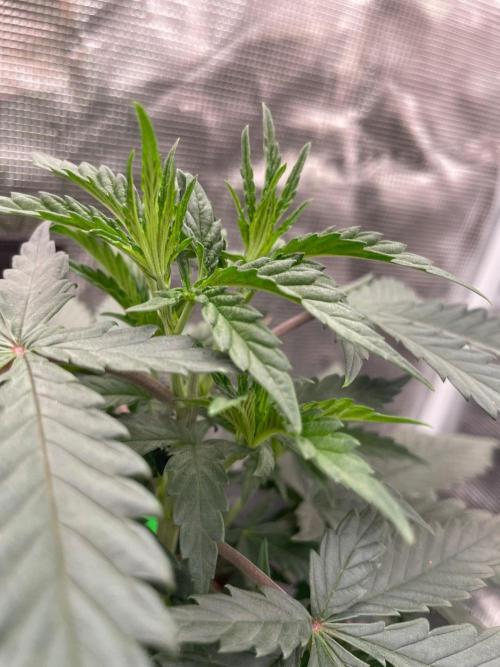 CCG SS Project Super Lemon  Cherry. Week 4