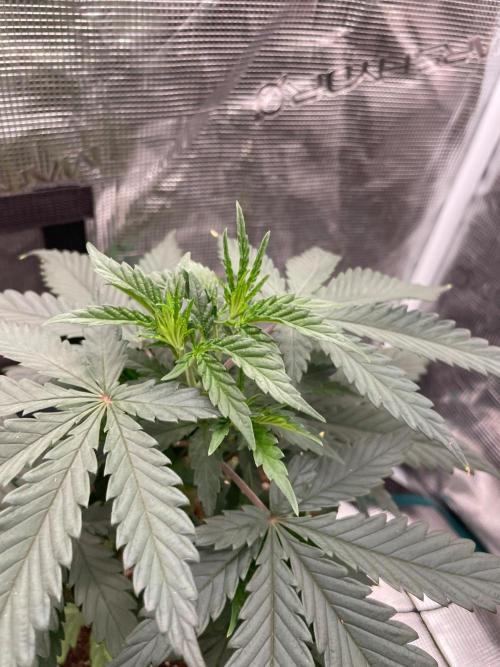 CCG SS Project Super Lemon  Cherry. Week 4