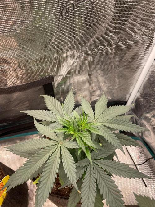 CCG SS Project Super Lemon  Cherry. Week 4