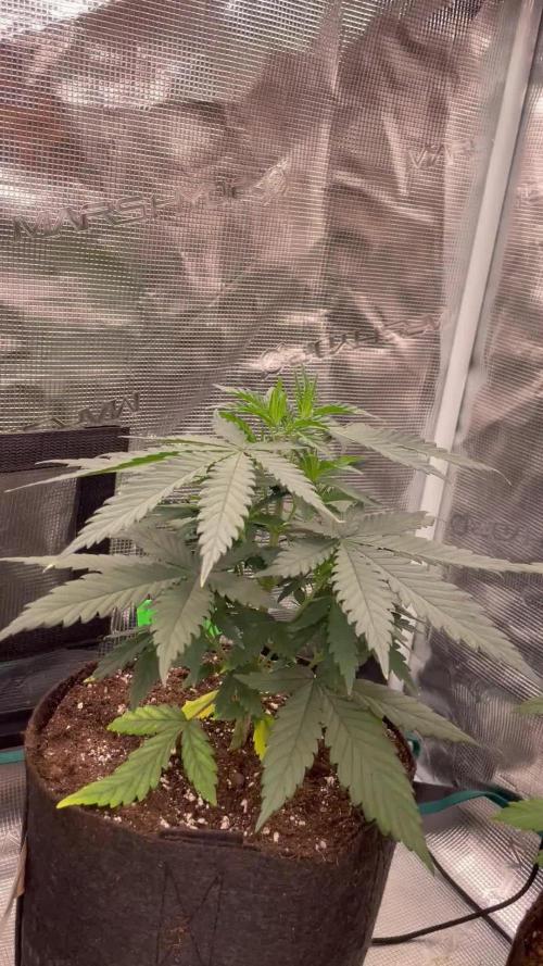 CCG SS Project Super Lemon Cherry