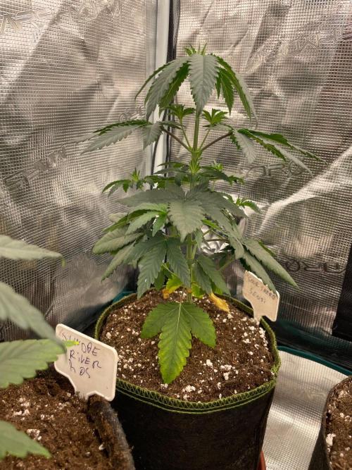 CCG SS project Sour Sherb. Week 4