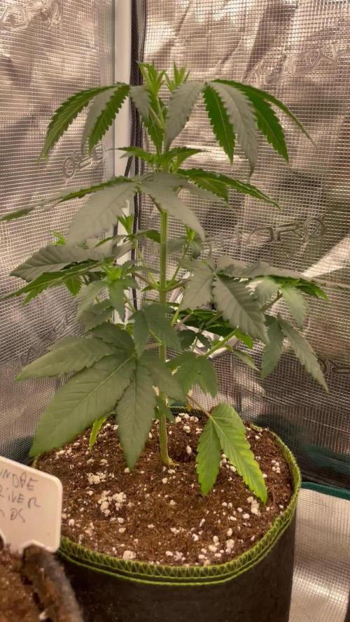CCG SS project Sour Sherb