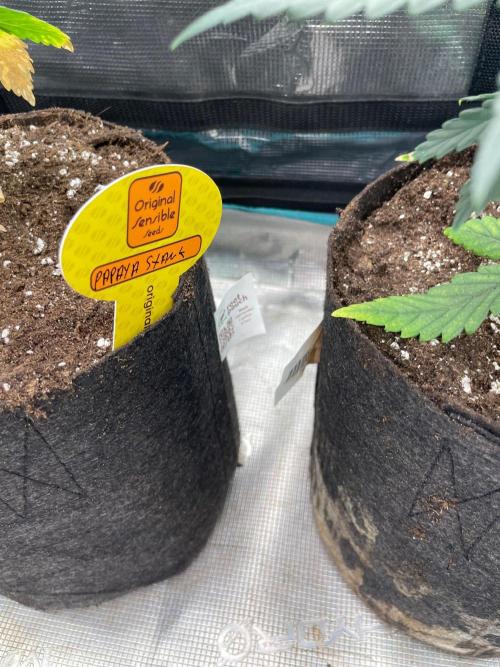 Papaya Stank. Week 4