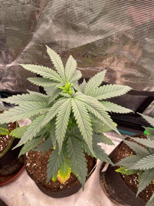Papaya Stank. Week 4