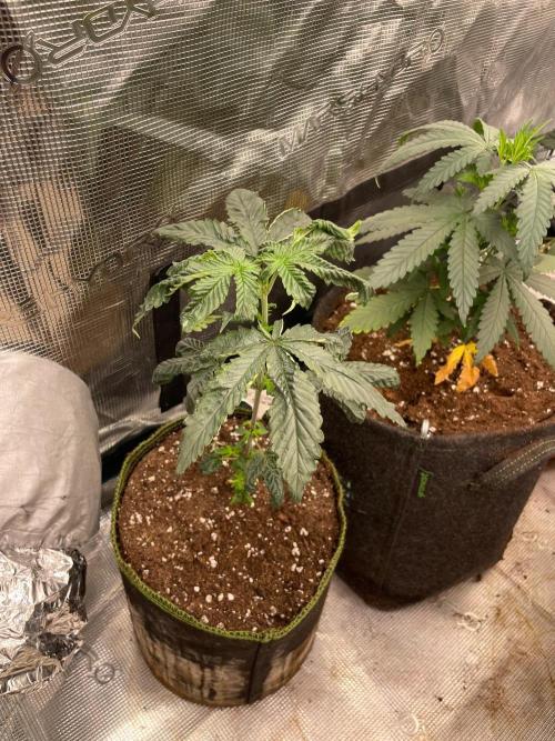 Bay Burger. Week 4