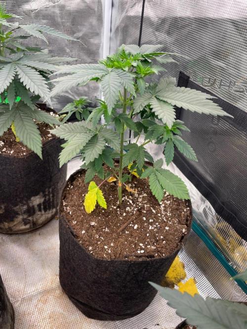 Monster Maker. Week 4