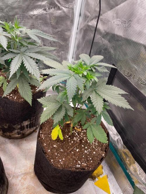 Monster Maker. Week 4