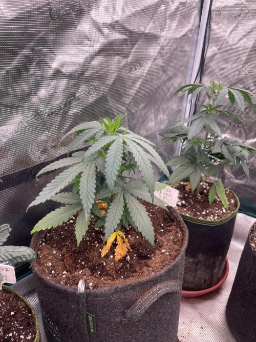 Sundae Driver. Week 4