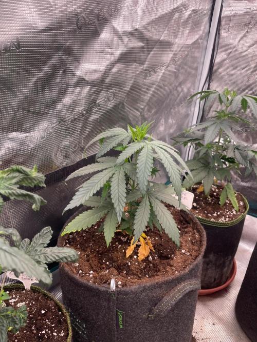 Sundae Driver. Week 4