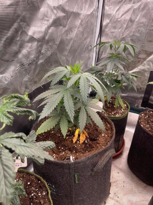 Sundae Driver. Week 4