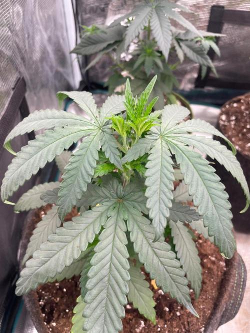Sundae Driver. Week 4