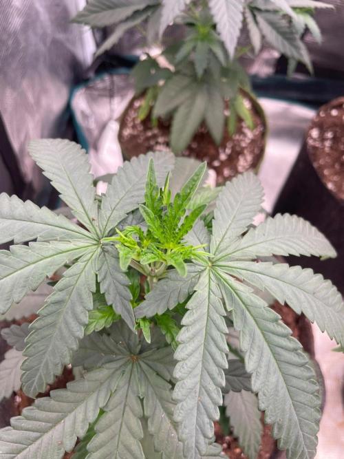 Sundae Driver. Week 4