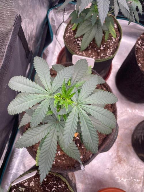 Sundae Driver. Week 4