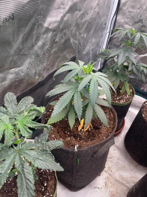 Sundae Driver. Week 4