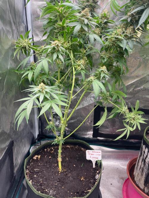 San Fernando lemon kush. Week 18