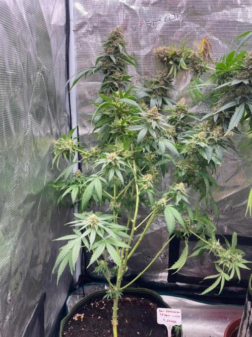 San Fernando lemon kush. Week 18